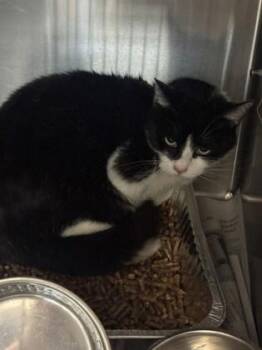 Domestic Short Hair Cats Available for Adoption - Rocco | PetCurious