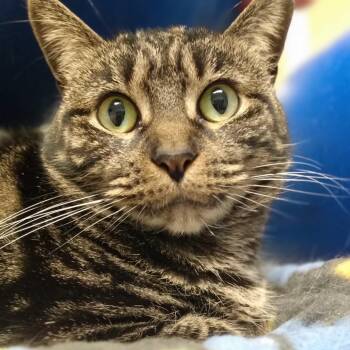 Domestic Short Hair Cats Available for Adoption - 20-213 D