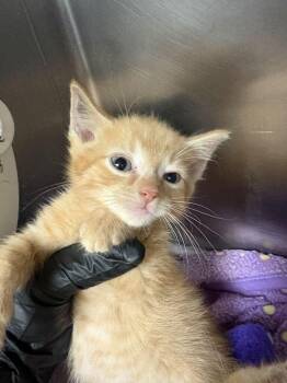 Frodo -  Domestic Short Hair Cat for Adoption in Cincinnati, Ohio - Frodo | PetCurious
