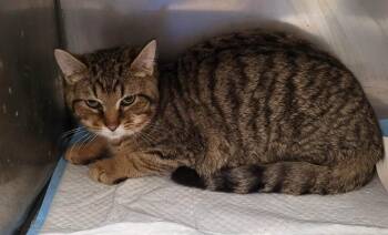 Domestic Short Hair Cats Available for Adoption in Defiance, Ohio - Boba | PetCurious