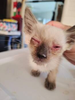 Darla -  Siamese Cat for Adoption in New Braunfels, Texas - Darla | PetCurious