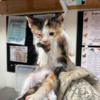 Gertrude -  Domestic Short Hair Cat for Adoption in Parrish, Alabama - Gertrude | PetCurious