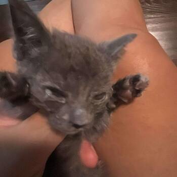 Star -  Domestic Short Hair and Russian Blue Cat for Adoption in Lewisville, Texas - Star | PetCurious