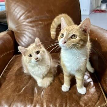 Tiger & Lily - courtesy post -  Domestic Short Hair Cat for Adoption in High View, West Virginia - Tiger & Lily - Courtesy Post | PetCurious