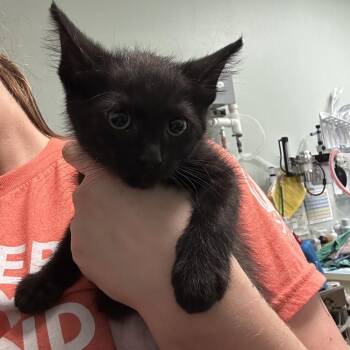 Elsie 1 -  Domestic Short Hair Cat for Adoption in Titusville, Florida - Elsie 1 | PetCurious