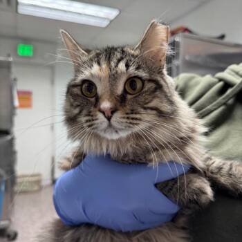 Your Grace -  Domestic Long Hair Cat for Adoption in Salt Lake City, Utah - Your Grace | PetCurious