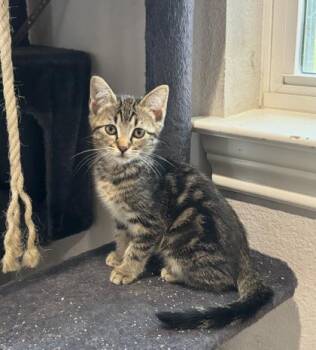 Lunabell -  Domestic Short Hair Cat for Adoption in Fort Worth, Texas - Lunabell | PetCurious