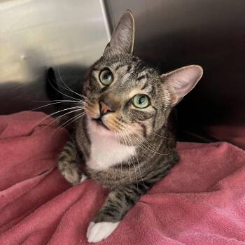 Domestic Short Hair Cats Available for Adoption - Tito | PetCurious