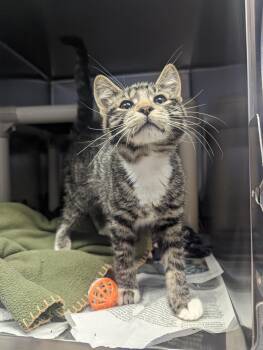 Rescue Domestic Short Hair and Tiger Cats for Adoption - Smudge | PetCurious