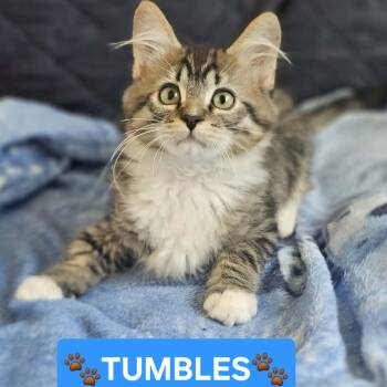 Domestic Long Hair and Tabby Cats Available for Adoption - :::Tumbles::: | PetCurious