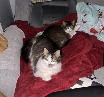 Burrata -  Domestic Medium Hair Cat for Adoption - Burrata | PetCurious