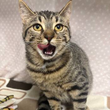 Rescue Domestic Short Hair Cats for Adoption in Puslinch, Ontario - Kamala | PetCurious