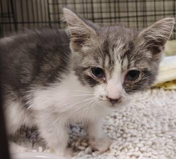 Mimi -  Domestic Short Hair Cat for Adoption in Saint Clairsville, Ohio - Mimi | PetCurious