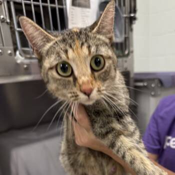 Rescue Domestic Short Hair Cats for Adoption in East St. Louis, Illinois - Electra-C | PetCurious