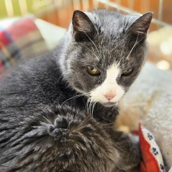 Miss Kitty -  Domestic Short Hair Cat for Adoption in Wells, Maine - Miss Kitty | PetCurious