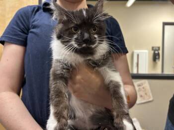 CANDACE -  Domestic Medium Hair Cat for Adoption in Modesto, California - CANDACE | PetCurious