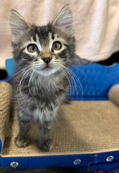 Rocky -  Domestic Medium Hair Cat Available for Adoption in Missoula, Montana - Rocky | PetCurious