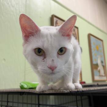 Zen -  Domestic Short Hair Cat for Adoption in Mt. Juliet, Tennessee - Zen | PetCurious