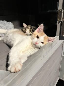 Bertrand aka Bert -  Domestic Short Hair Cat for Adoption in Jersey City, New Jersey - Bertrand Aka Bert | PetCurious