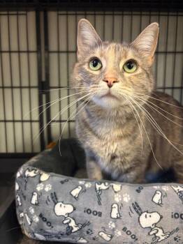 Domestic Short Hair Cats Available for Adoption in Rock Springs, Wyoming - Chamomile | PetCurious