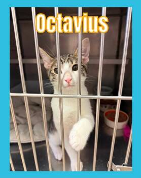 Octavius -  Domestic Short Hair Cat for Adoption in Bossier City, Louisiana - Octavius | PetCurious