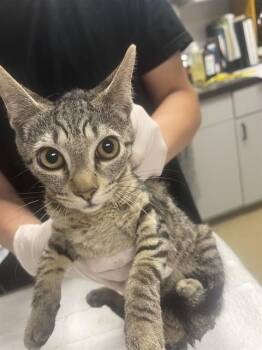 SARATOGA -  Domestic Short Hair Cat for Adoption in Easton, Maryland - SARATOGA | PetCurious
