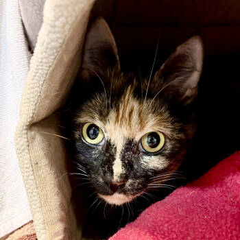 Rescue Domestic Short Hair Cats for Adoption in Fairport, New York - Helga | PetCurious