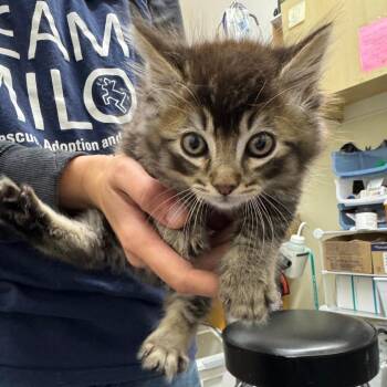 MUSHROOM -  Domestic Medium Hair Cat for Adoption in Richmond, California - MUSHROOM | PetCurious