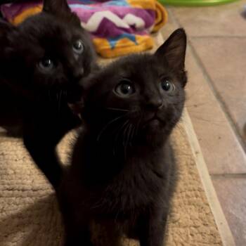 Plumeria 13 -  Domestic Short Hair Cat for Adoption in Austin, Texas - Plumeria 13 | PetCurious