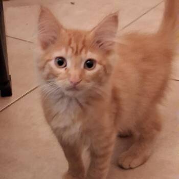 Domestic Medium Hair Cats Available for Adoption in Jupiter, Florida - Lionel | PetCurious