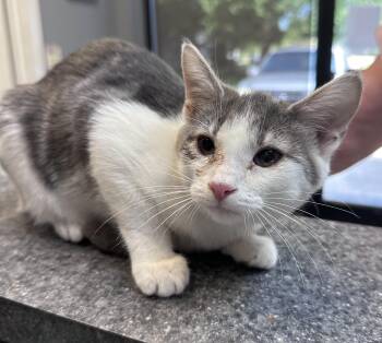 Jasmine -  Domestic Short Hair Cat for Adoption in Dyersburg, Tennessee - Jasmine | PetCurious