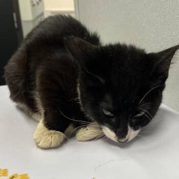 Mitten -  Domestic Short Hair Cat for Adoption in Tampa, Florida - Mitten | PetCurious