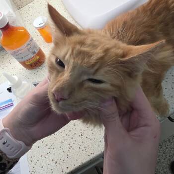 Chuck E Cheese -  Domestic Medium Hair Cat for Adoption in Auburn, Alabama - Chuck E Cheese | PetCurious