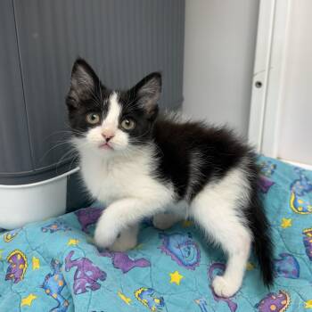 Oregano -  Domestic Short Hair Cat for Adoption in Oconto, Wisconsin - Oregano | PetCurious
