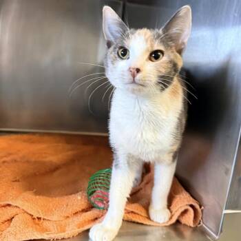 Tabico -  Domestic Short Hair Cat for Adoption in Palm Springs, California - Tabico | PetCurious