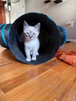 Siamese Cats Available for Adoption in Beaverton, Oregon - Max | PetCurious