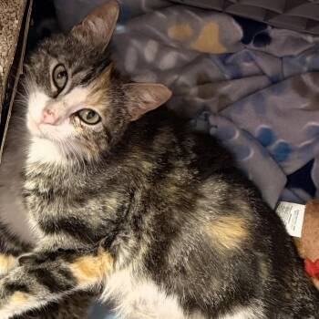 Becky -  Domestic Short Hair Cat for Adoption in Buffalo, Minnesota - Becky | PetCurious