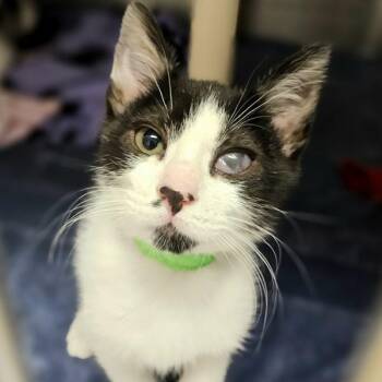 Straus -  Domestic Short Hair Cat for Adoption in Oakland, California - Straus | PetCurious