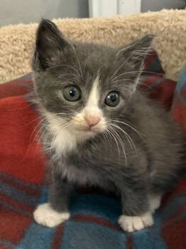 Tweet -  Domestic Short Hair Cat for Adoption in Vancouver, Washington - Tweet | PetCurious