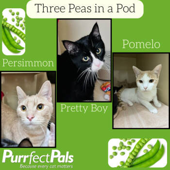 Rescue Domestic Short Hair Cats for Adoption in Arlington, Washington - Pomelo | PetCurious