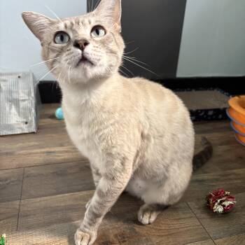 Serafina -  Domestic Short Hair Cat for Adoption in Asheville, North Carolina - Serafina | PetCurious