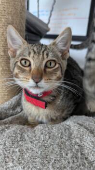Virgil -  Domestic Short Hair Cat for Adoption in Eureka, California - Virgil | PetCurious