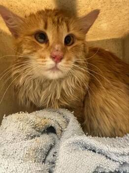 Domestic Short Hair Cats Available for Adoption - BENNIE | PetCurious