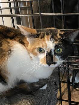 Interest -  Calico Cat for Adoption in Stanwood, Washington - Interest | PetCurious