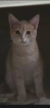 Sven -  Domestic Short Hair Cat for Adoption in Medford, Wisconsin - Sven | PetCurious