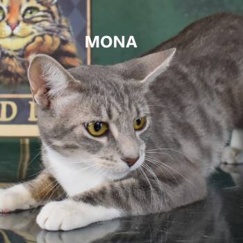 Rescue Domestic Short Hair Cats for Adoption in Kanab, Utah - Mona | PetCurious