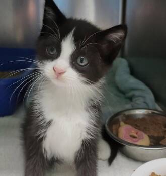 Domestic Medium Hair Cats Available for Adoption in Ellijay, Georgia - Avery | PetCurious