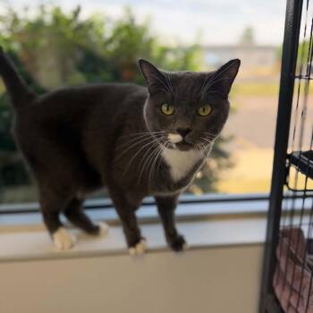 Stormy -  Domestic Short Hair Cat Available for Adoption in Portage, Michigan - Stormy | PetCurious