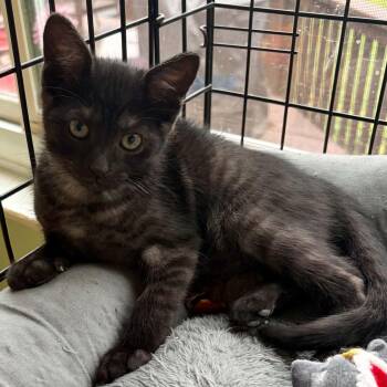 Jacqueline -  Tabby Cat for Adoption in Warren, New Jersey - Jacqueline | PetCurious