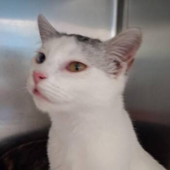 Lily -  Domestic Short Hair Cat for Adoption in Auburn, Alabama - Lily | PetCurious